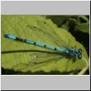 Coenagrion puella - Hufeisen-Azurjungfer m06.jpg
